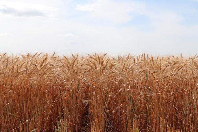 Wheat crop in a field